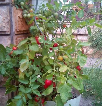 3 Platana Kwatera prywatna Palić