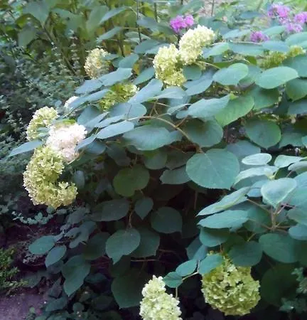 3 Platana בית אירוח *