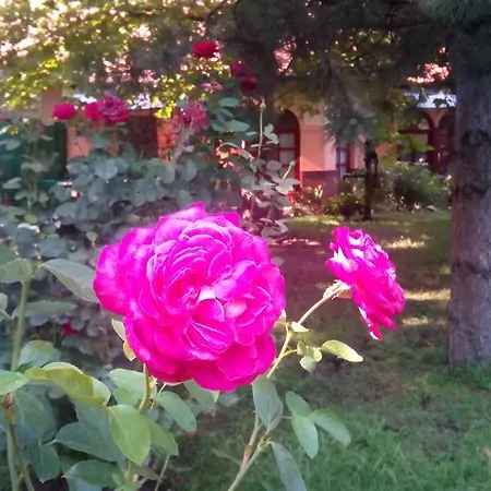 3 Platana Homestay Palic