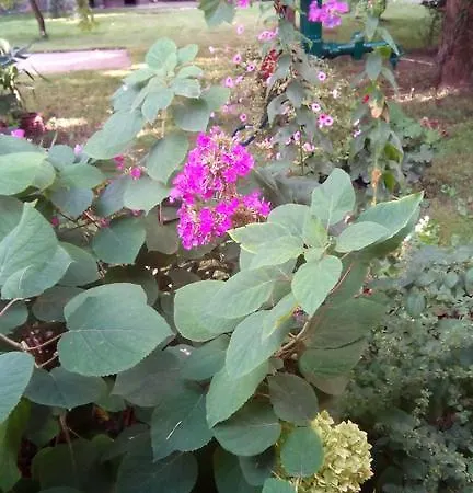 3 Platana Kwatera prywatna