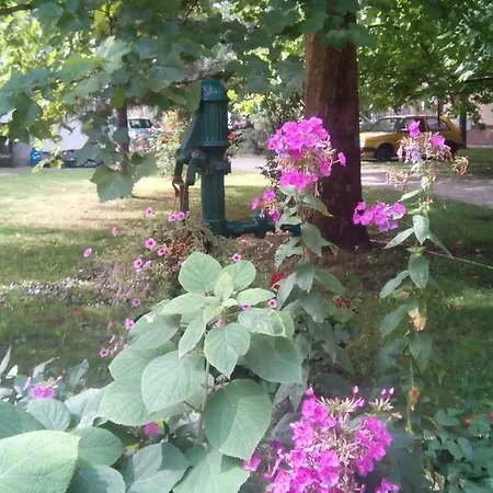 3 Platana Palic