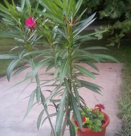 בית אירוח 3 Platana