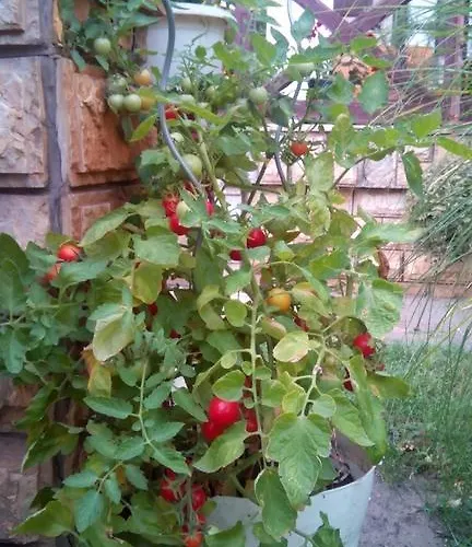 3 Platana Alloggio in famiglia Palić