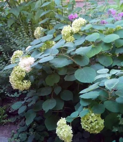 3 Platana Alloggio in famiglia *