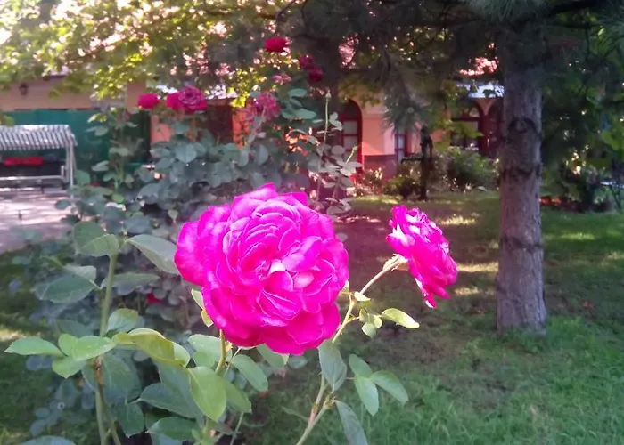 3 Platana Alloggio in famiglia Palić