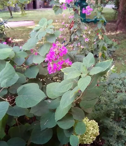 3 Platana Alloggio in famiglia
