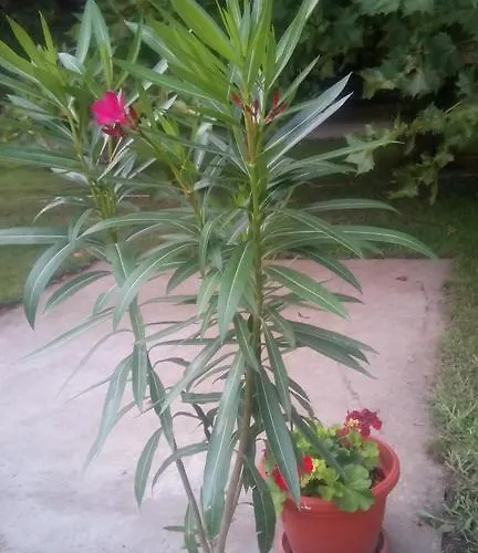 Alloggio in famiglia 3 Platana